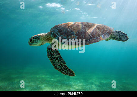 Green Sea Turtle, Chelonia mydas, Akumal, Tulum, Mexico Stock Photo