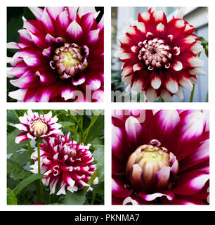 Collage of close-up of beautiful purple and white dahlia flower in the garden Stock Photo