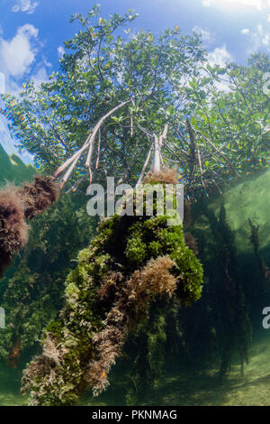 Aerial Prop Roots of Red Mangroves, Rhizophora, Cancun, Yucatan, Mexico