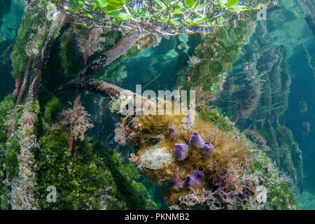 Sponges growing on Mangrove Roots, Porifera, Cancun, Yucatan, Mexico Stock Photo