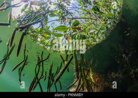 Prop Roots Rizophora Underwater view of Prop roots of Red Mangrove (Rhizophora mangle) on ...