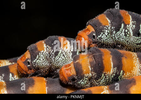 Caterpillars of Giant Silk Moth, Arsenura armida, Cancun, Yucatan, Mexico Stock Photo