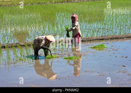 Rice fields, Java, Indonesia. Stock Photo