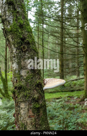 Bracket fungus growing on a dead Birch tree trunk in Wales. Stock Photo