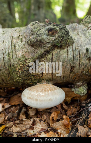 Bracket fungus growing on a fallen Birch tree in Wales. Stock Photo