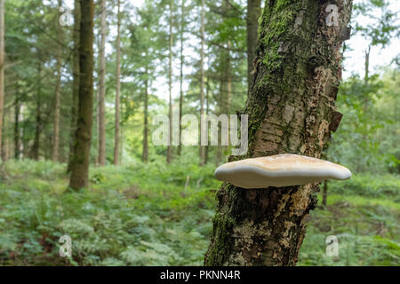Bracket fungus growing on a dead Birch tree trunk in Wales. Stock Photo