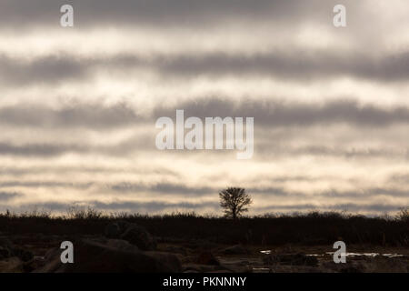 Clouds band the sky on a tundra landscape in Manitoba, Canada. A lone tree stands on the horizon. Stock Photo