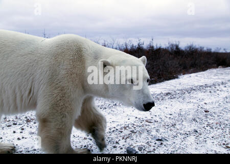Female polar bear (Ursus maritimus) on snowy ground by the Hudson Bay in Manitoba, Canada. Bears wait by the shoreline ahead of the ice freezing. Stock Photo