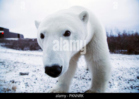 Female polar bear (Ursus maritimus) on snowy ground by the Hudson Bay in Manitoba, Canada. Bears wait by the shoreline ahead of the ice freezing. Stock Photo