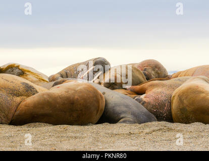 Walrus (Odobenus rosmarus) in a Mass Huddle on the Beach off the Arctic Ocean on the Coast of Spitsbergen Svalbard Archipelago in Northern Norway Stock Photo