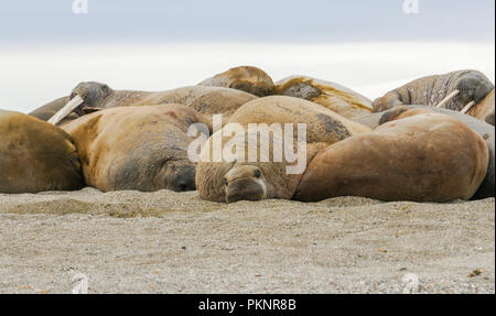 Walrus (Odobenus rosmarus) in a Mass Huddle on the Beach off the Arctic Ocean on the Coast of Spitsbergen Svalbard Archipelago in Northern Norway Stock Photo