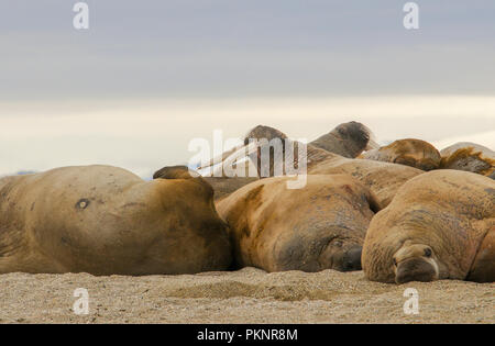 Walrus (Odobenus rosmarus) in a Mass Huddle on the Beach off the Arctic Ocean on the Coast of Spitsbergen Svalbard Archipelago in Northern Norway Stock Photo