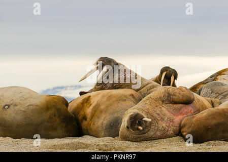 Walrus (Odobenus rosmarus) in a Mass Huddle on the Beach off the Arctic Ocean on the Coast of Spitsbergen Svalbard Archipelago in Northern Norway Stock Photo