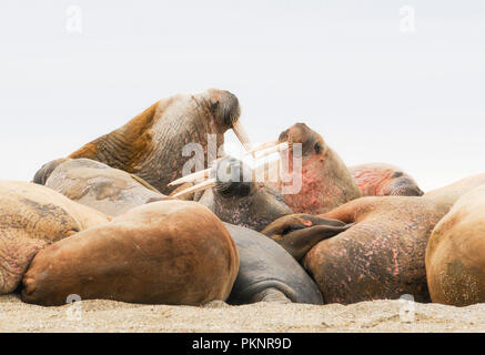 Walrus (Odobenus rosmarus) in a Mass Huddle on the Beach off the Arctic Ocean on the Coast of Spitsbergen Svalbard Archipelago in Northern Norway Stock Photo