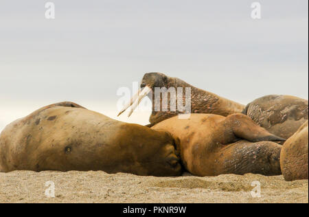 Walrus (Odobenus rosmarus) in a Mass Huddle on the Beach off the Arctic Ocean on the Coast of Spitsbergen Svalbard Archipelago in Northern Norway Stock Photo