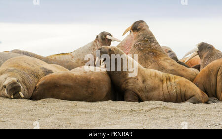 Walrus (Odobenus rosmarus) in a Mass Huddle on the Beach off the Arctic Ocean on the Coast of Spitsbergen Svalbard Archipelago in Northern Norway Stock Photo