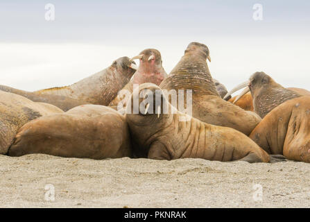 Walrus (Odobenus rosmarus) in a Mass Huddle on the Beach off the Arctic Ocean on the Coast of Spitsbergen Svalbard Archipelago in Northern Norway Stock Photo