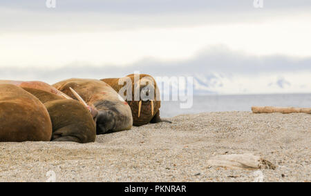 Walrus (Odobenus rosmarus) in a Mass Huddle on the Beach off the Arctic Ocean on the Coast of Spitsbergen Svalbard Archipelago in Northern Norway Stock Photo