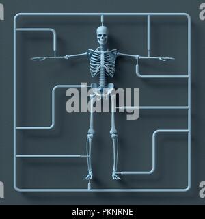 Model skeleton kit, illustration. Stock Photo