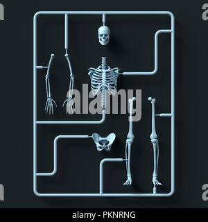 Model skeleton kit, illustration. Stock Photo