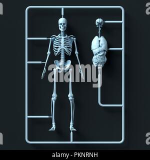 Model skeleton and organ kit, illustration. Stock Photo