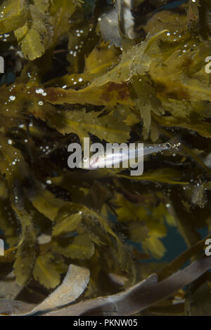 Two spotted Goby (Gobiusculus flavescens) near algae toothed wrack (Fucus serratus) Stock Photo