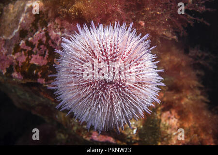 European edible sea urchin or common sea urchin (Echinus esculentus) sits on the Laminaria Stock Photo