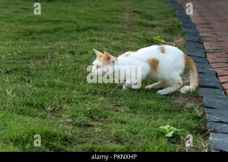 White and yellow feathered cat on a green lawn Stock Photo