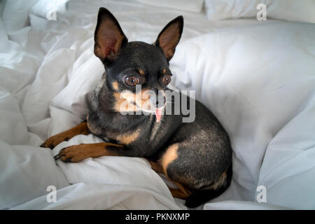 Black and brown Chihuahua puppy lying on the white mattress Stock Photo