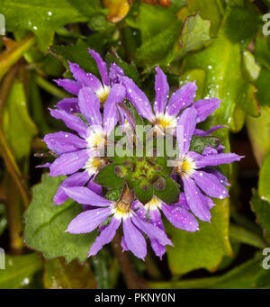 Cluster of deep purple flowers and emerald green leaves of fan flower, Scaevola aemula 'Midnight', an Australian native plant Stock Photo