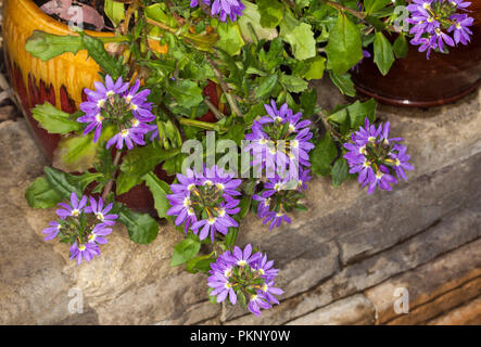 Clusters of deep purple flowers and emerald green leaves of fan flower, Scaevola aemula 'Midnight', an Australian native plant Stock Photo
