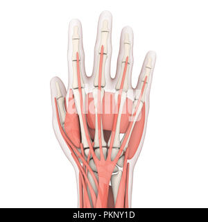 Human Hand Anatomy Illustration Stock Photo