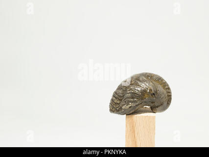 Gryphaea Devils toenail fossil on display Stock Photo