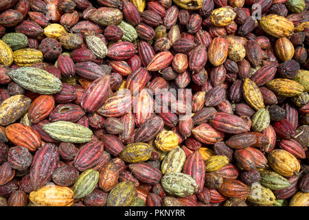 Newly harvested cocoa from farmers Stock Photo