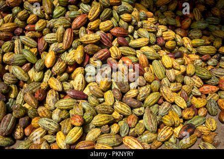 Newly harvested cocoa from farmers Stock Photo