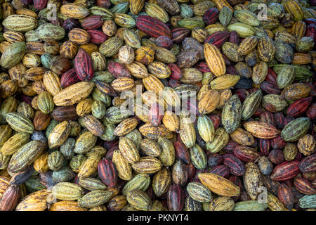 Newly harvested cocoa from farmers Stock Photo