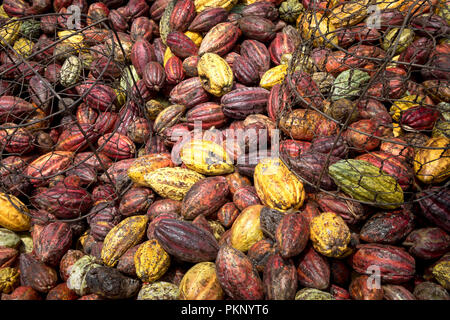 Newly harvested cocoa from farmers Stock Photo