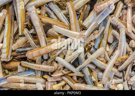 deposit of razor clam shells on the dutch coastline of the northsea Stock Photo