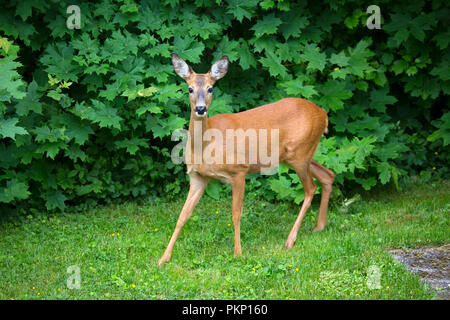 Roe deer (Capreolus capreolus), Rasta Park, Solna, Sweden. Stock Photo