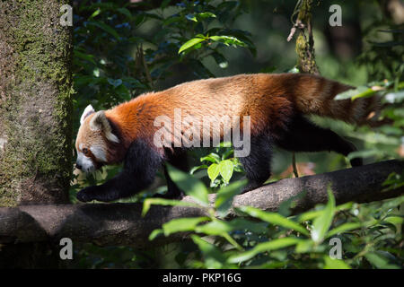 A red panda (Ailurus fulgens) walking on a tree, Darjeeling Zoo Park, India. Stock Photo