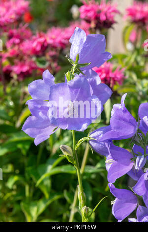 Campanula persicifolia ‘Takion Blue’ in morning sunlight. Bellflower Stock Photo