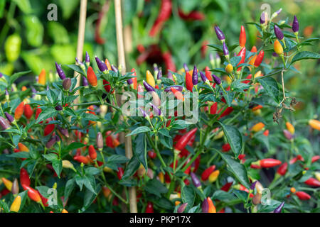 Capsicum annuum ‘NuMex twilight’. Chilli peppers ‘Numex twilight’ on the plant Stock Photo