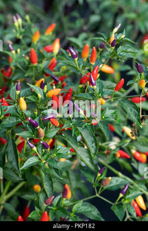 Capsicum annuum ‘NuMex twilight’. Chilli peppers ‘Numex twilight’ on the plant Stock Photo