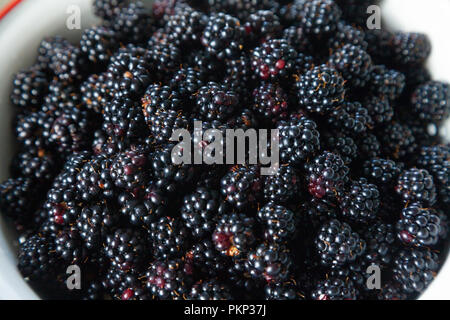 Close up of shiny, freshly picked Blackberries Stock Photo