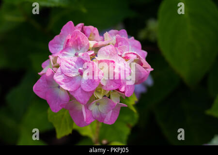 Hydrangea serrata purple flowes wet after the rain on a blurred green background of leaves. Garden flowers. closeup of pink flower in full bloom.Copy space Stock Photo