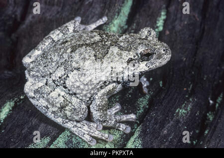 Grey Treefrog (Hyla versicolor) Stock Photo