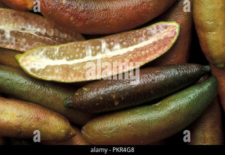 HARVESTED WHOLE AND HALVED FINGER LIMES (MICROCITRUS AUSTRALSICA). Stock Photo