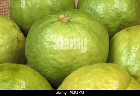 INDIAN GUAVA (WHITE-FLESHED) PSIDIUM GUAJAVA ''ALBA'' Stock Photo