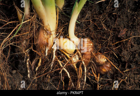 EXPOSED DEVELOPING TUMERIC RHIZOMES (CUCUMA LONGA) IN GARDEN SOIL. Stock Photo