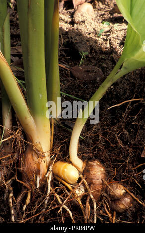 EXPOSED DEVELOPING TUMERIC RHIZOMES (CUCUMA LONGA) IN GARDEN SOIL. Stock Photo